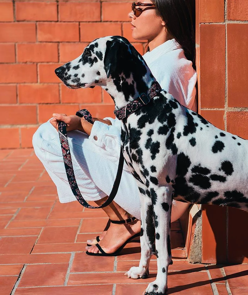 Laisse pour chien Mieres