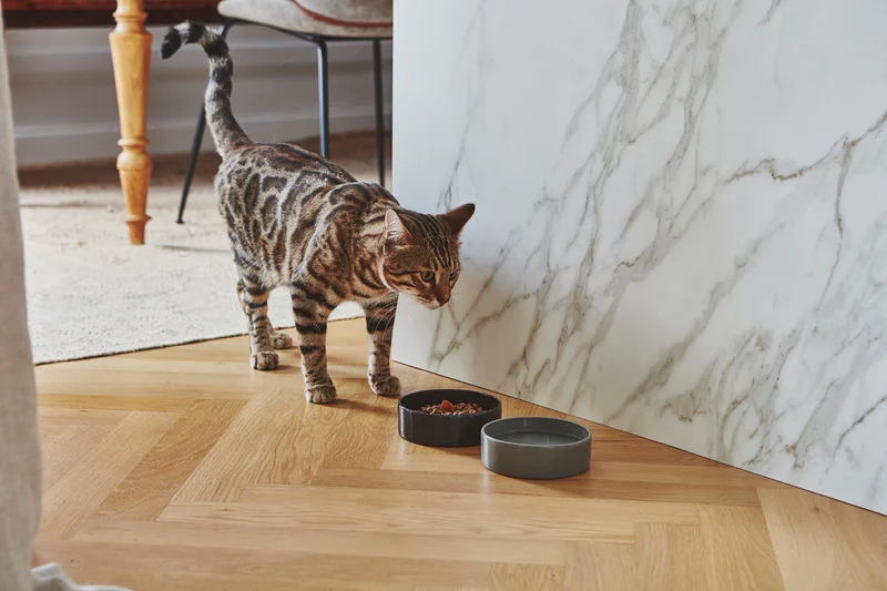 Gamelle pour chat en porcelaine Scodella