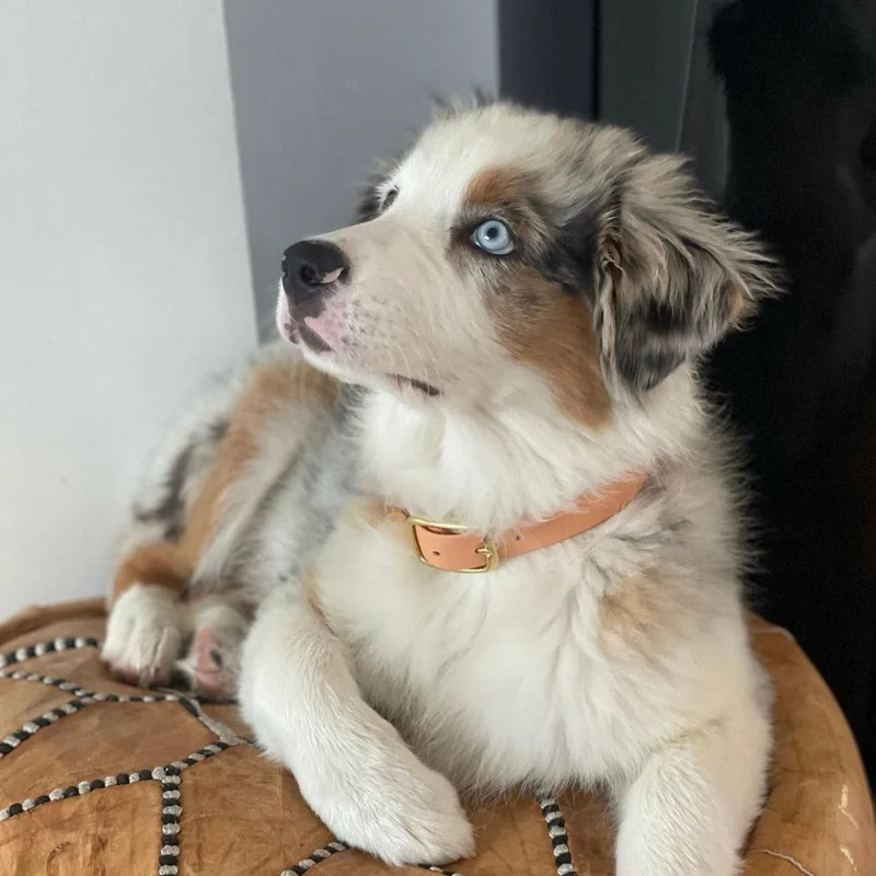 Collier pour chien en Biothane L'aventurier
