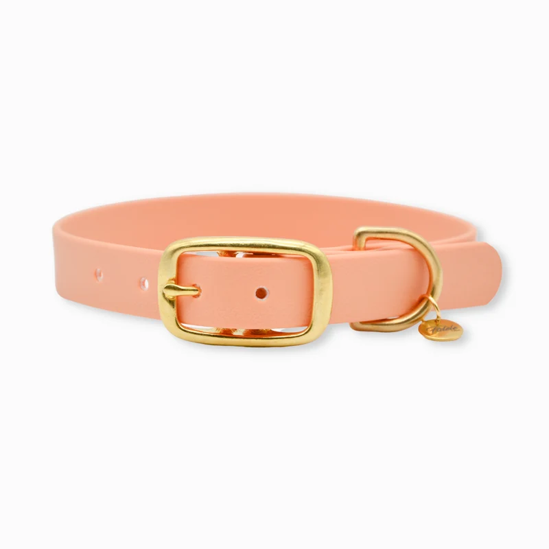 Collier pour chien en Biothane L'aventurier
