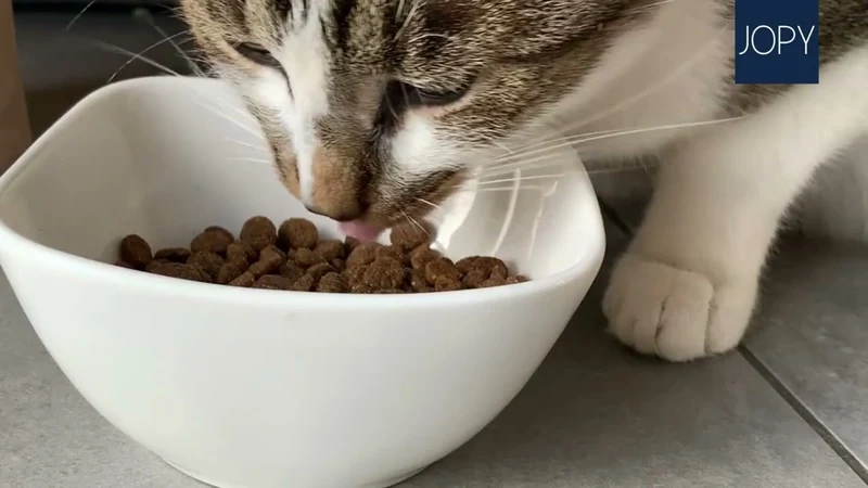 Croquettes chats adultes et seniors stérilisés Jopy