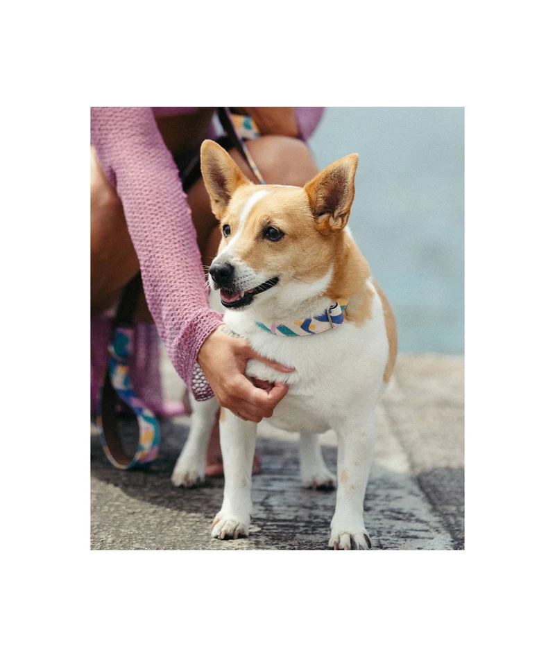 Laisse pour chien Montroig