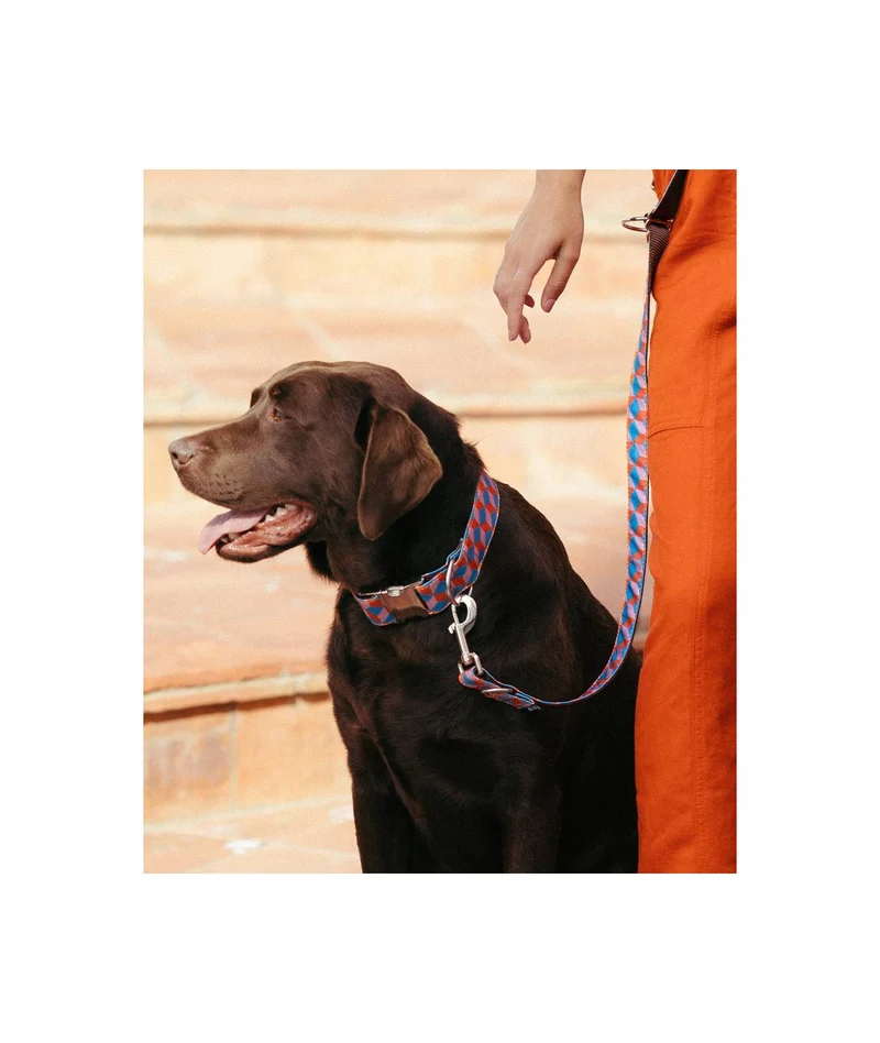 Collier pour chien Satuna