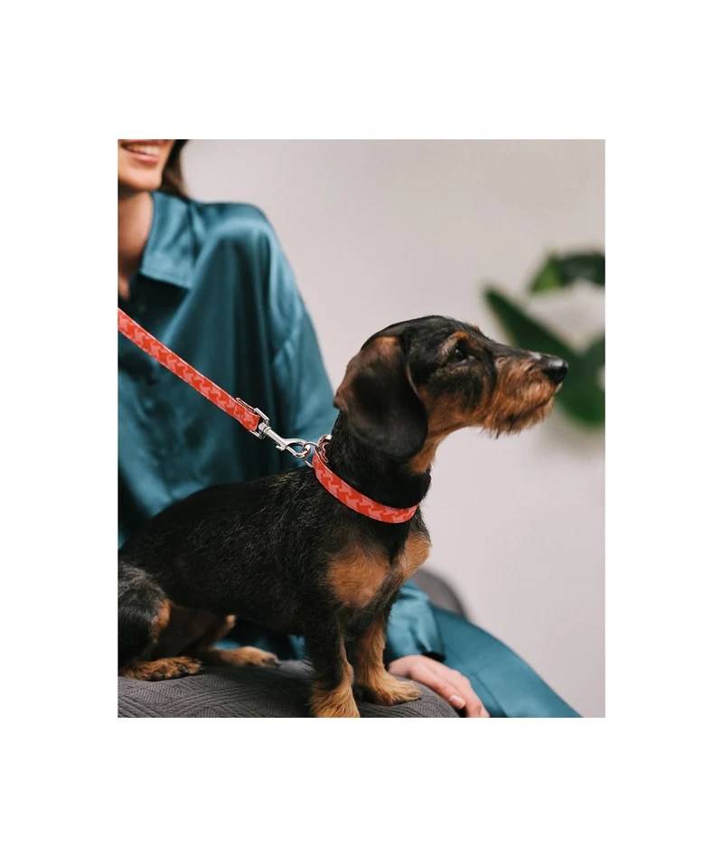 Laisse pour chien Mirallès