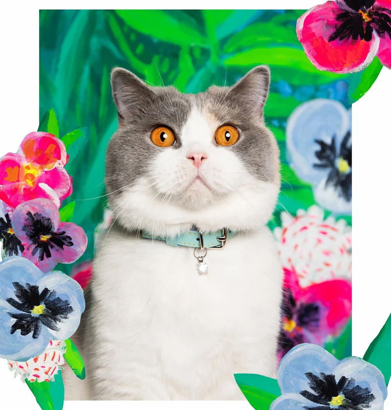 Collier pour chat en cuir Louis Wain