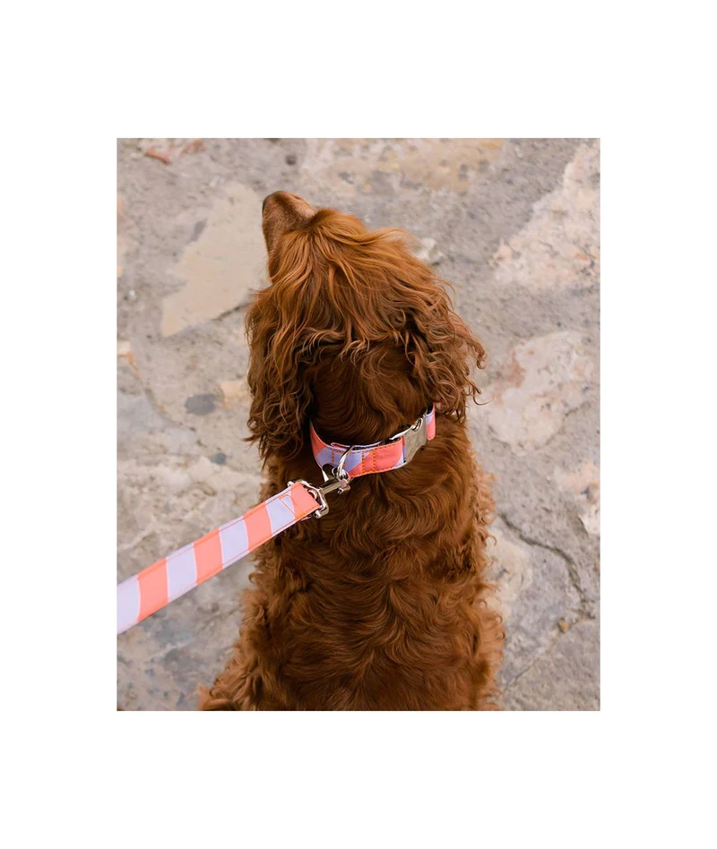 Collier pour chien Sagaro classique et martingale