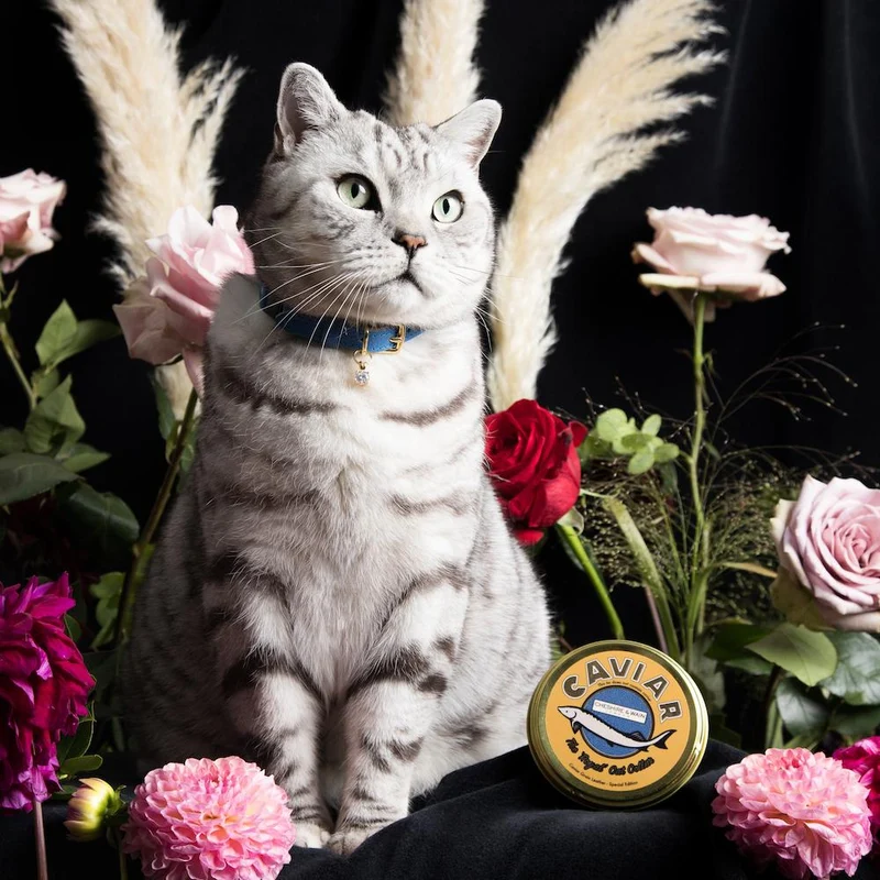 Collier pour chat en cuir Royal Caviar