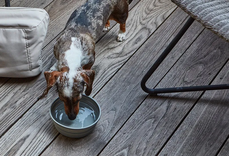 Bol de voyage pour chien pliable