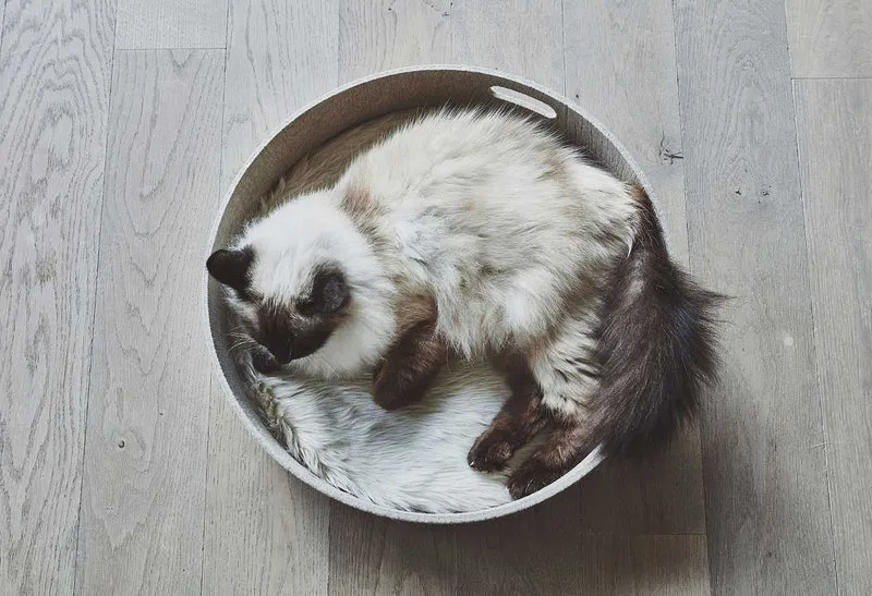 Panier pour chat design Cesto
