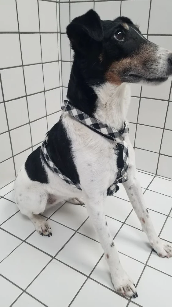 Harnais pour chien en H Cadi