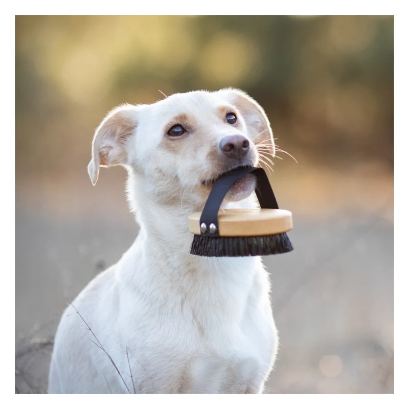 Brosse pour poils courts Lila Loves It
