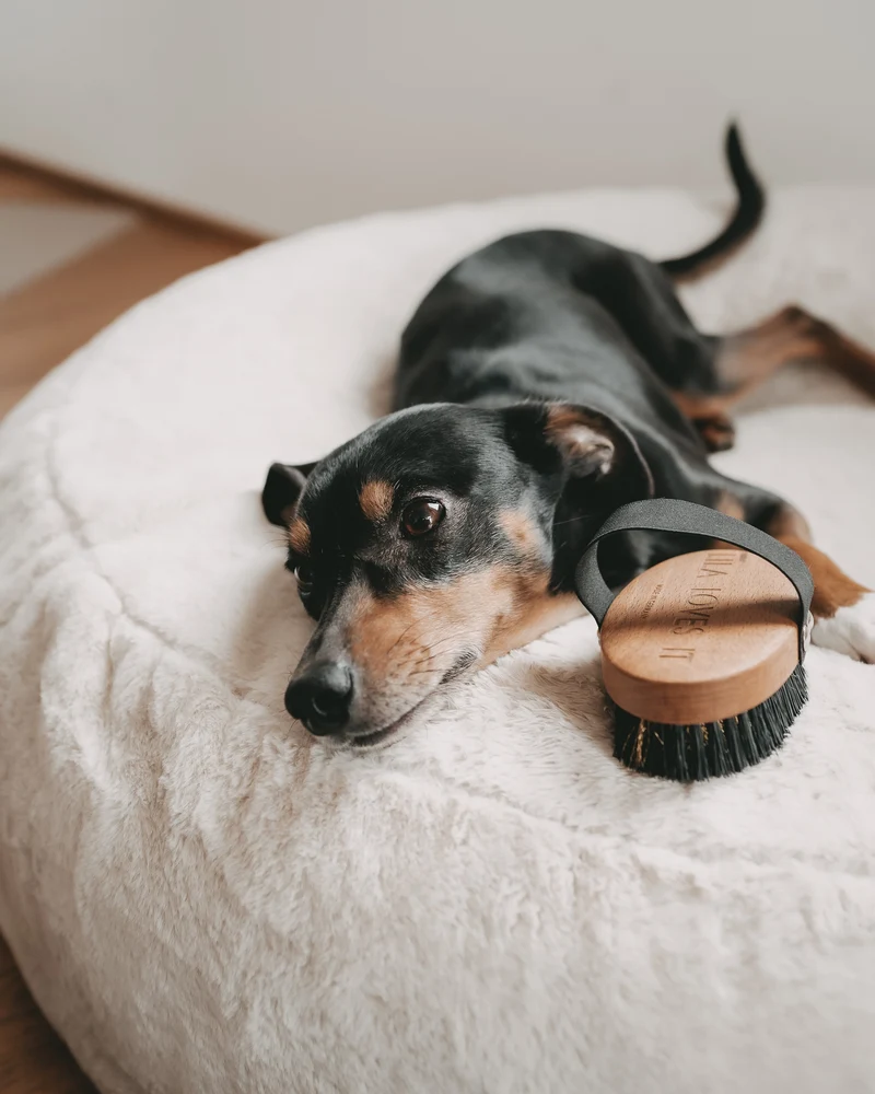 Brosse pour poils courts Lila Loves It