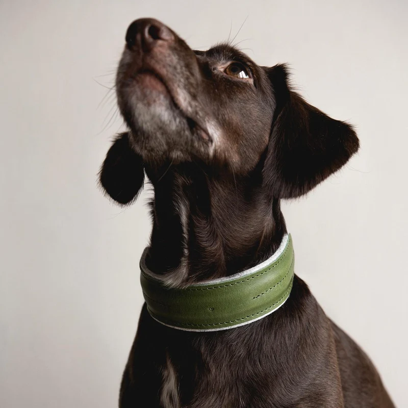 Collier pour chien Pine en cuir et laine