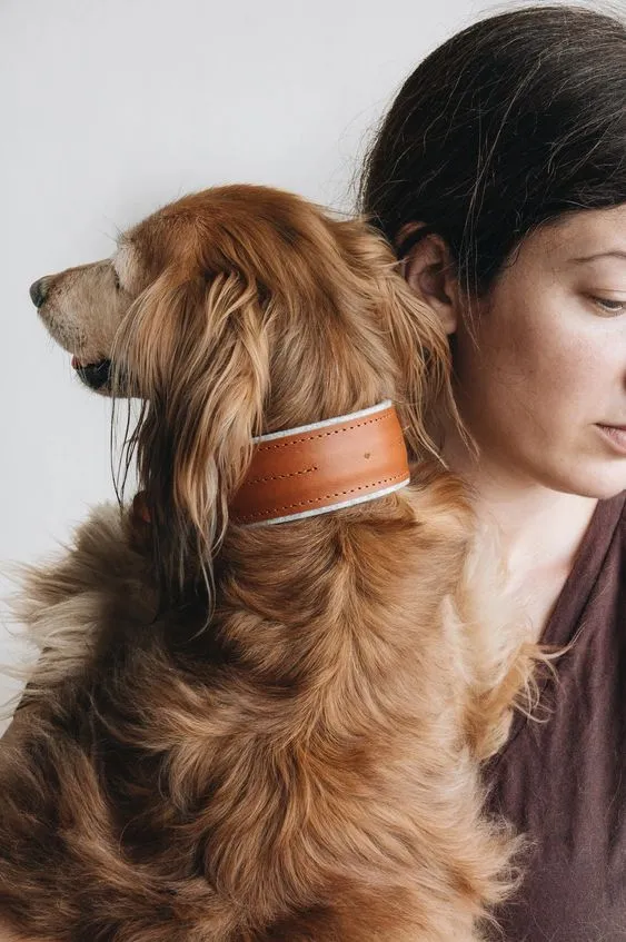 Collier pour chien Pine en cuir et laine