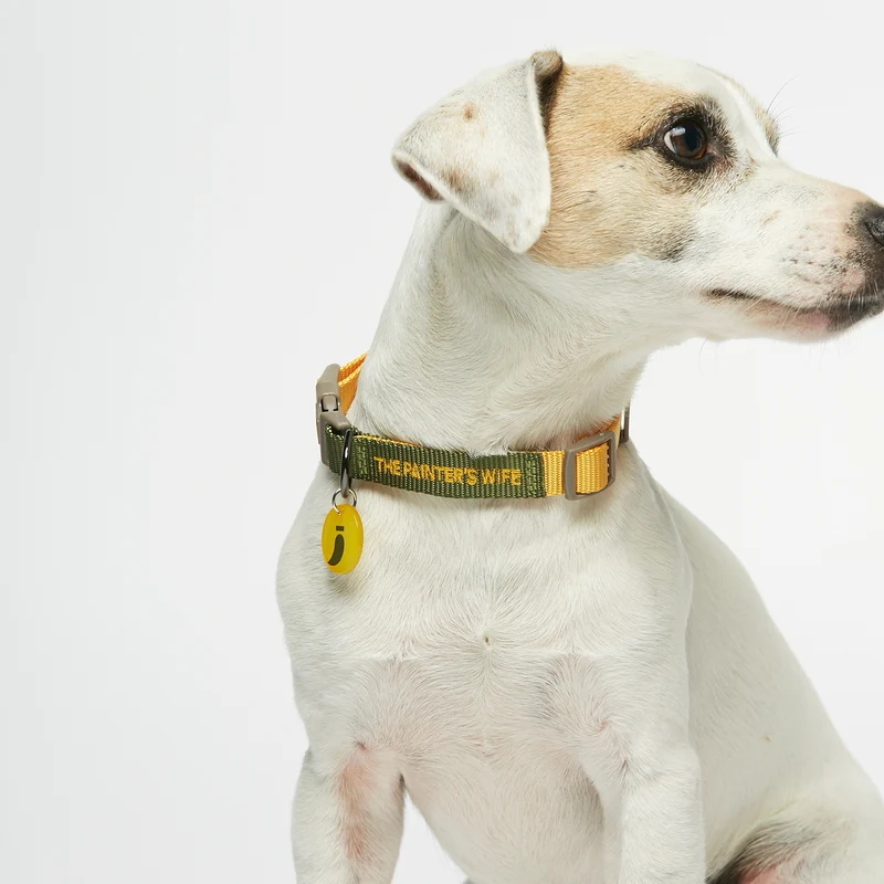 Collier pour chien Sonia
