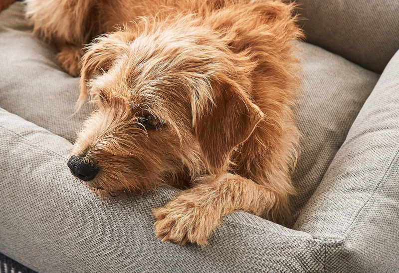 Lit pour chien orthopédique Mare