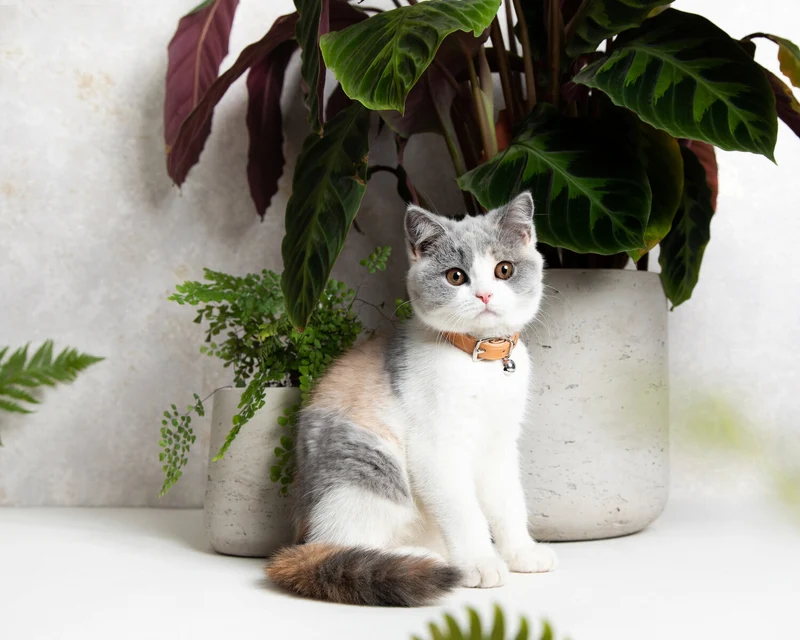 Collier en cuir pour chat collection velouté
