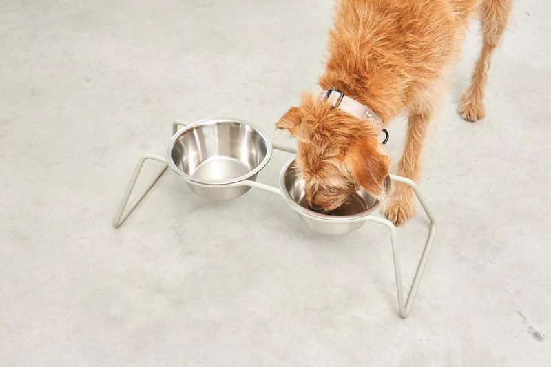 Double écuelle design pour chien Cena