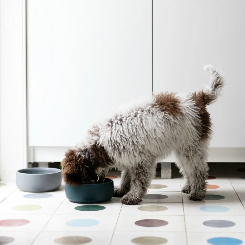 Bol pour chien design nordique Ole hyvä