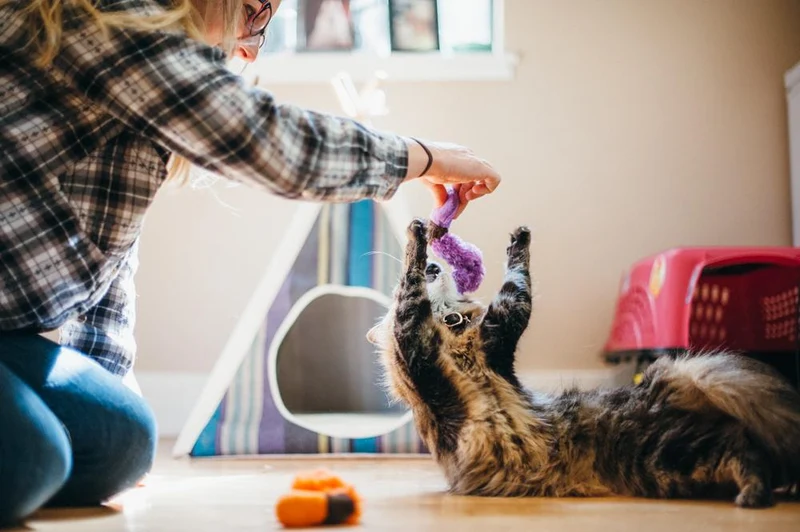 Jouet worms pour chat à la cataire