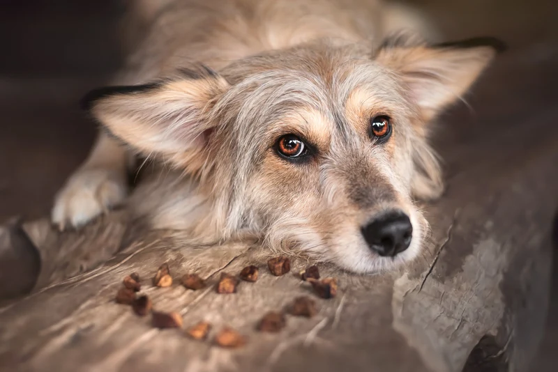Friandises d'éducation pour chien Fit & Fun Snacks