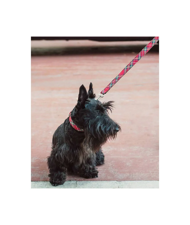 Laisse pour chien Tremp écossais