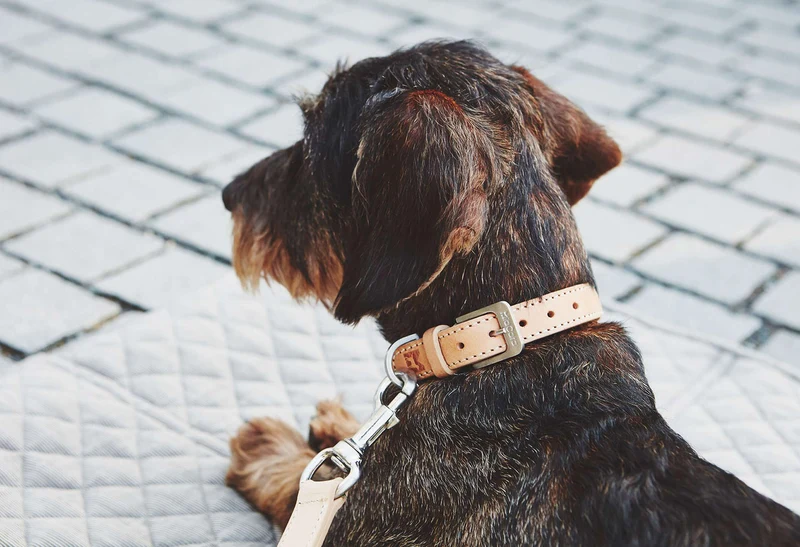 Collier en cuir pour chien Bergamo