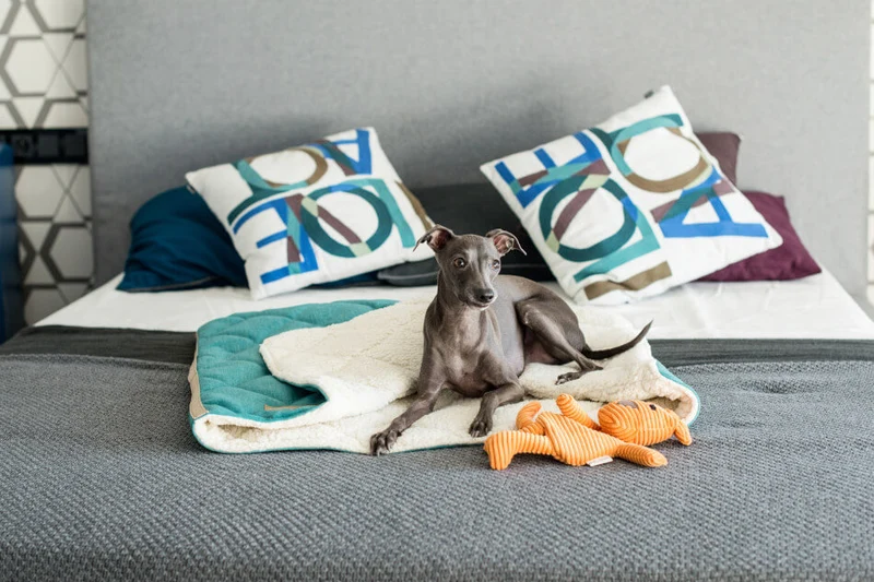Jouet pour chien stimulant Flamingo