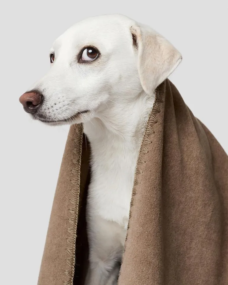 Couverture chaude pour chien