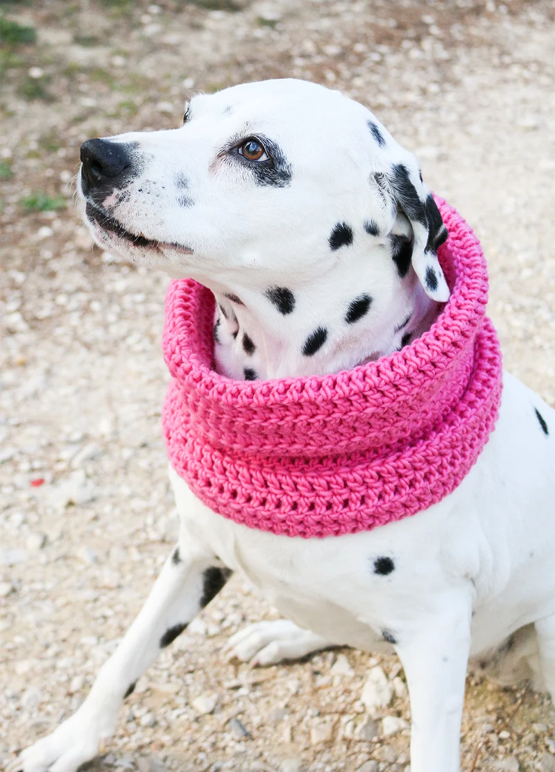 Kit snood pour chien au tricot