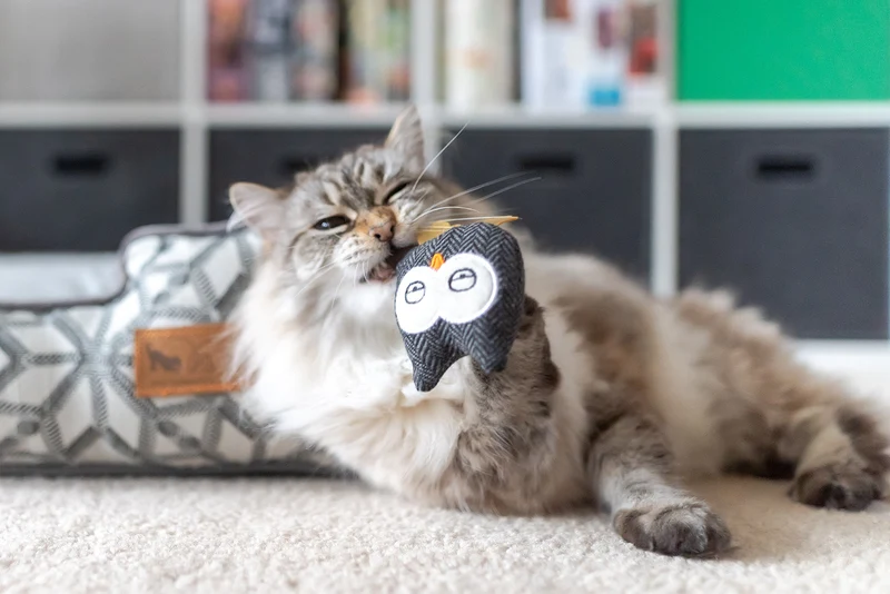 Jouet Hiboux pour chat à la cataire
