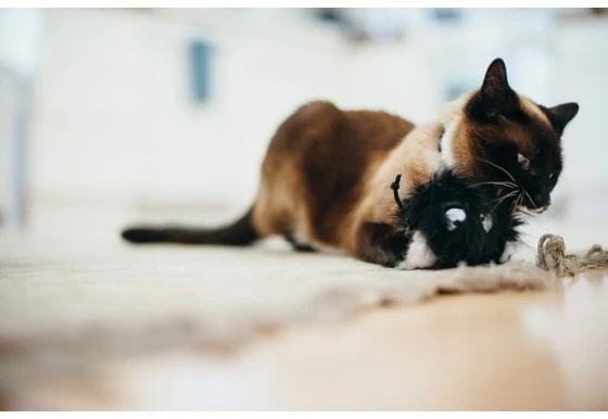 Jouet Monster pour chat à la cataire