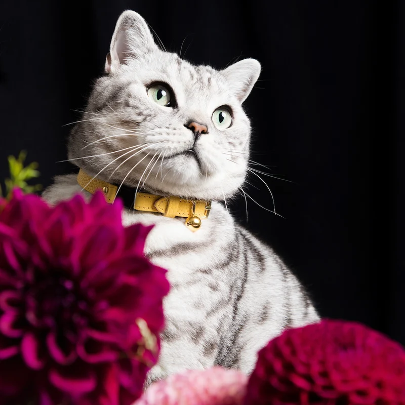 Collier pour chat en cuir Persian Caviar