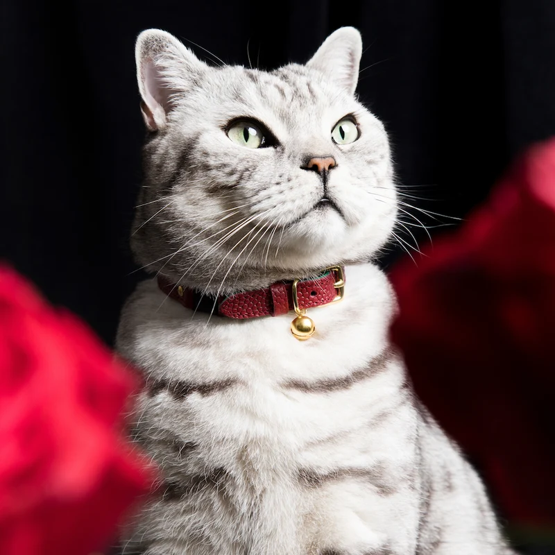 Collier pour chat en cuir Tsar Caviar