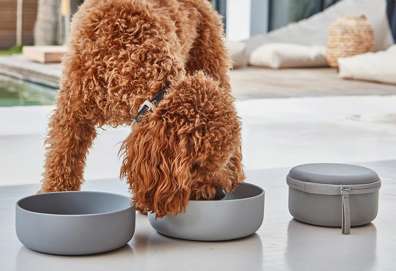Bento de voyage pour chien