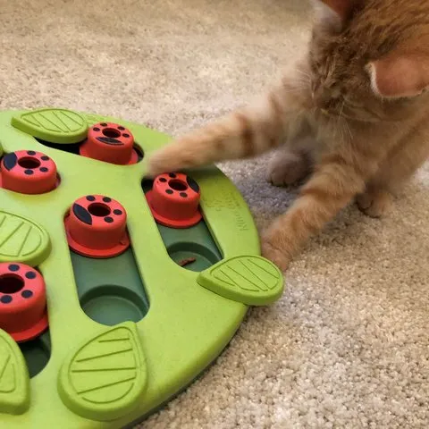 Jouet interactif pour chat Buggin´Out Niv.2