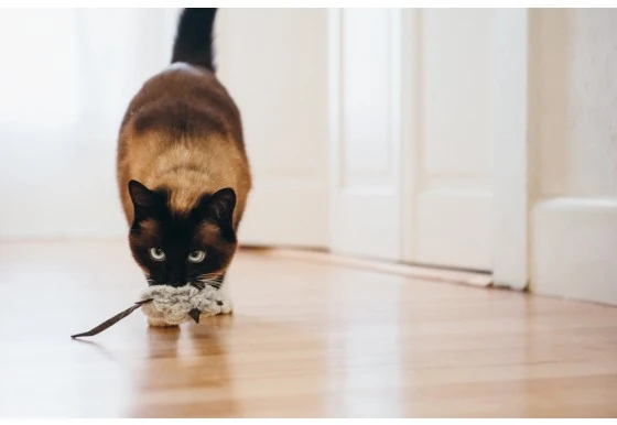 Jouet souris pour chat à la cataire