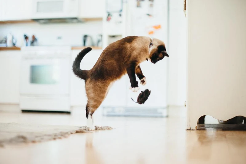 Jouet souris pour chat à la cataire