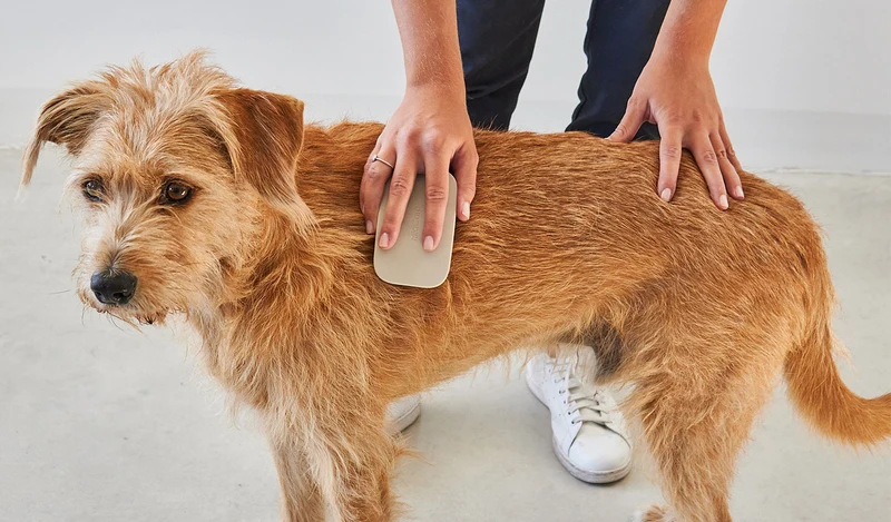 Brosse pour chien (poil court et long)