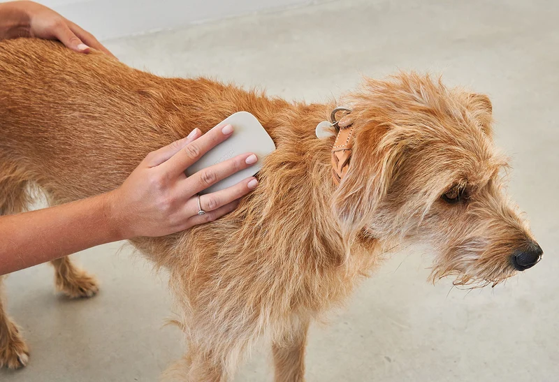 Brosse pour chien (poil court et long)
