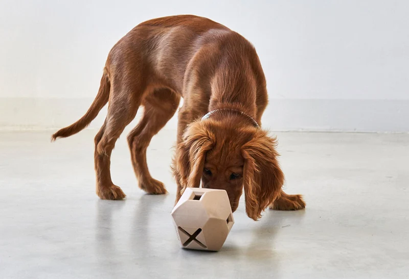 Jeu d’occupation pour chien Dado