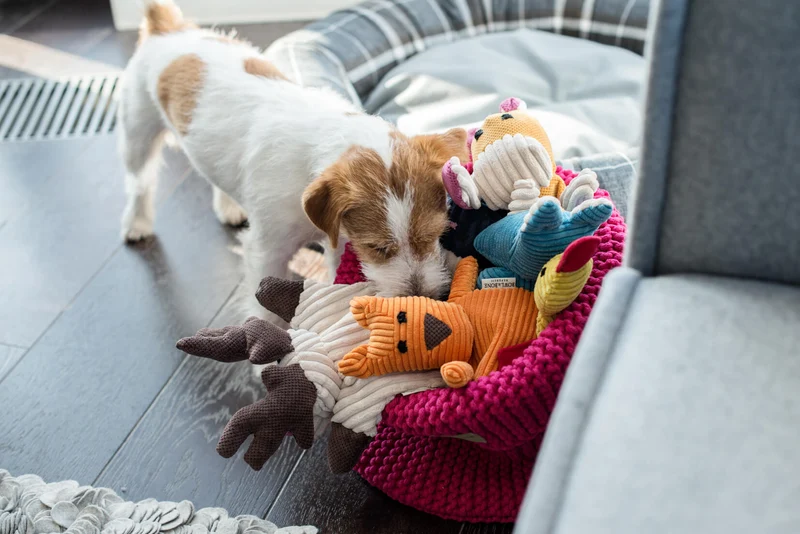 Jouet pour chien stimulant Roy