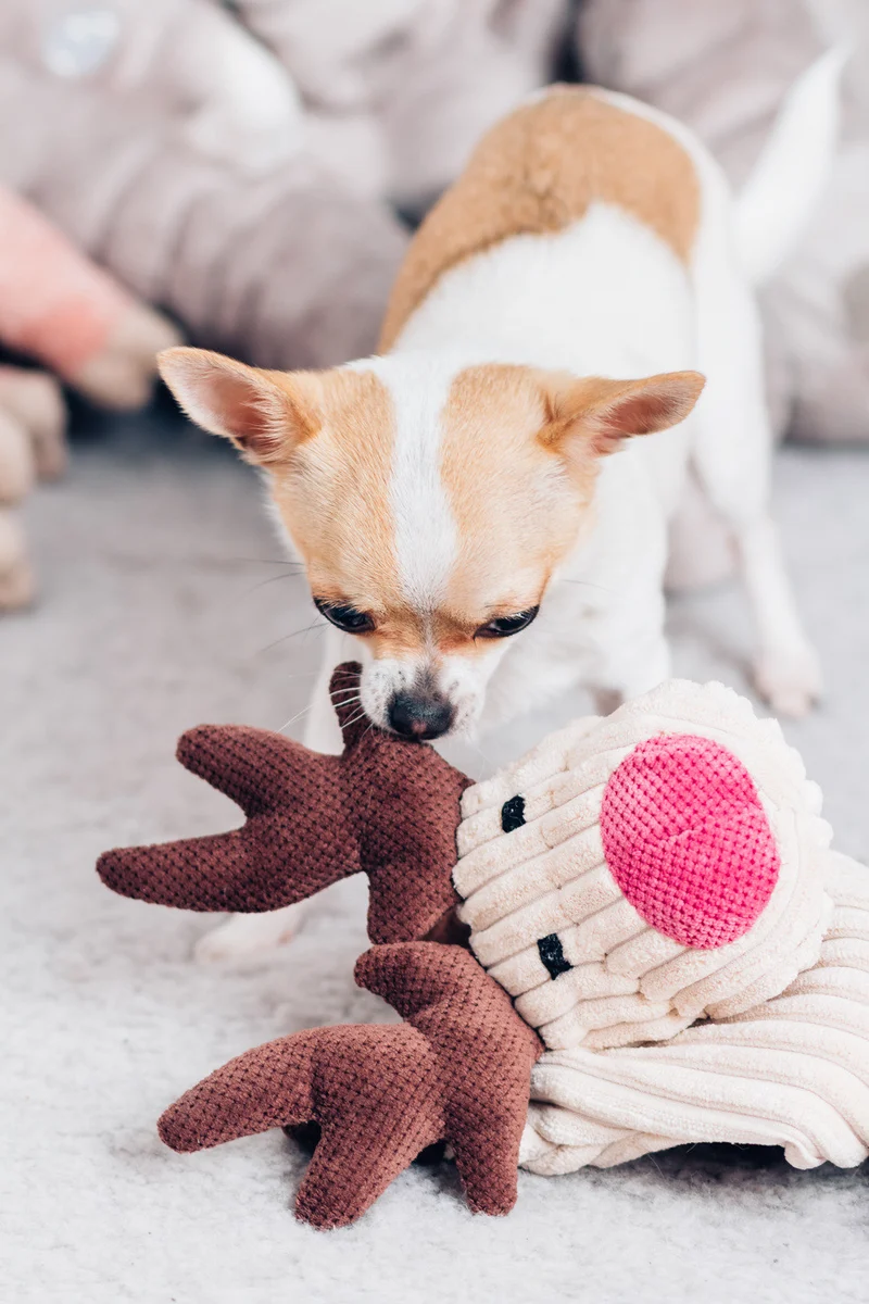 Jouet pour chien stimulant Toffie