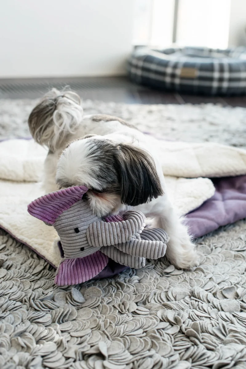 Jouet pour chien stimulant Dumbo