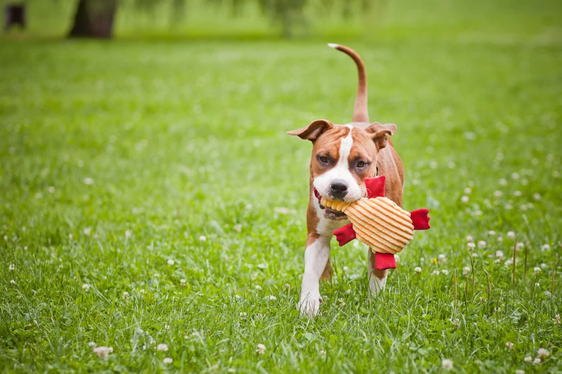 Jouet pour chien stimulant Duckie