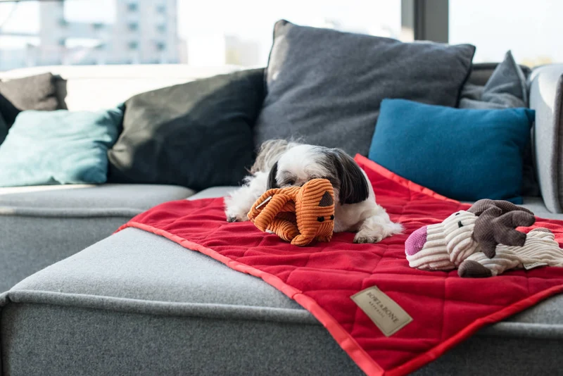 Jouet pour chien stimulant Félix