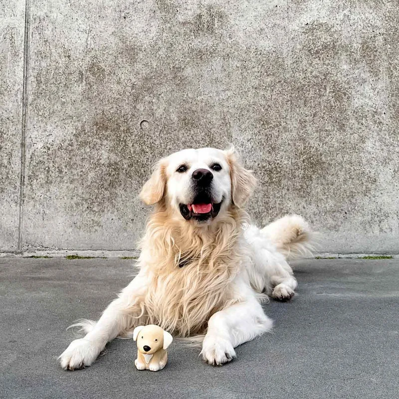 Jouet à mâcher Breed Collection pour chien