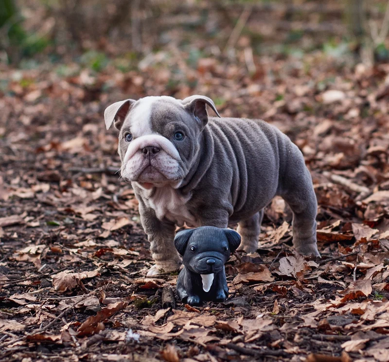 Jouet à mâcher Breed Collection pour chien