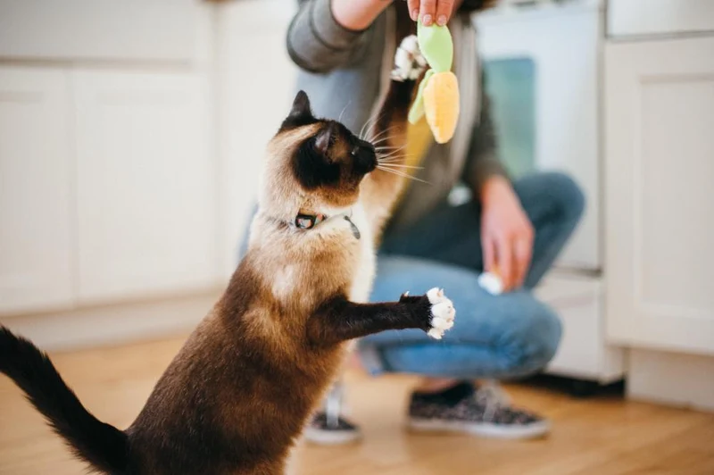 Jouet pour chat "duo BBQ" à la cataire