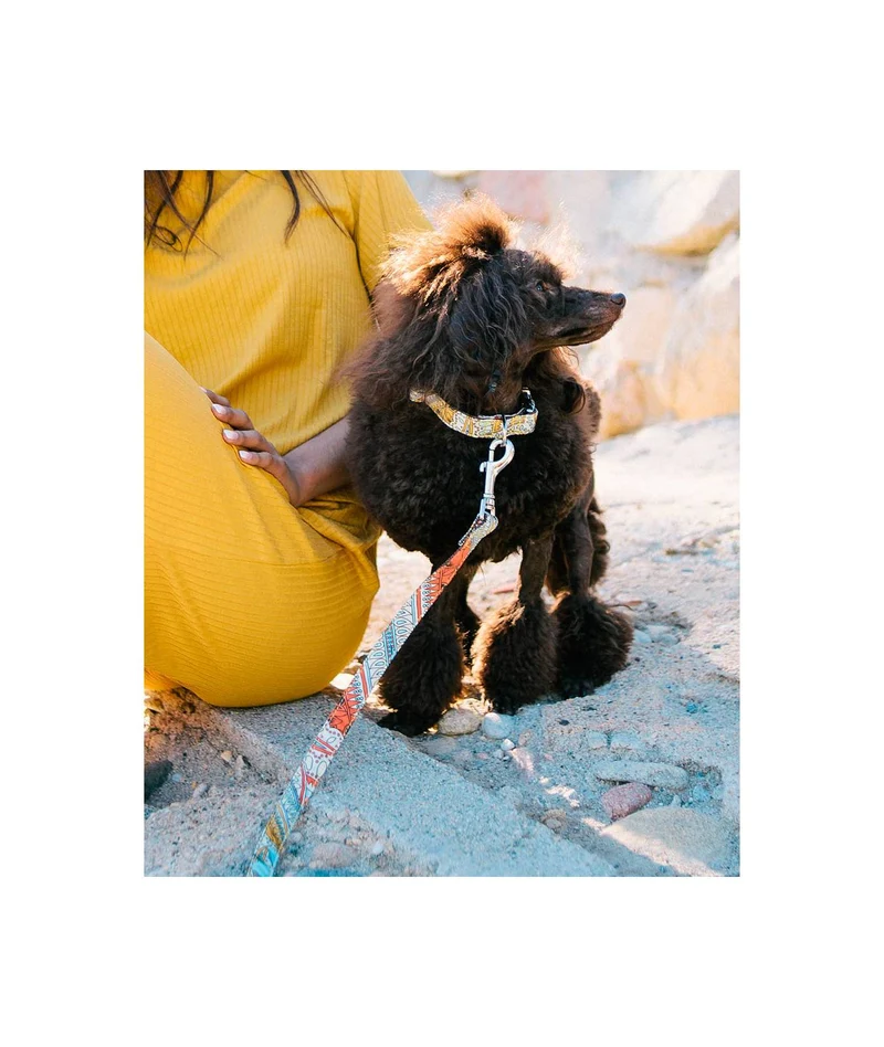 Collier pour chien Sacaleta classique et martingale